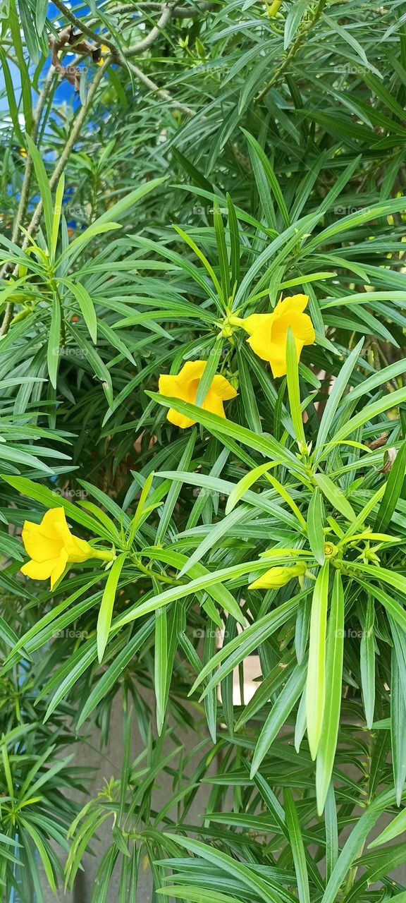 Yellow Oleander
