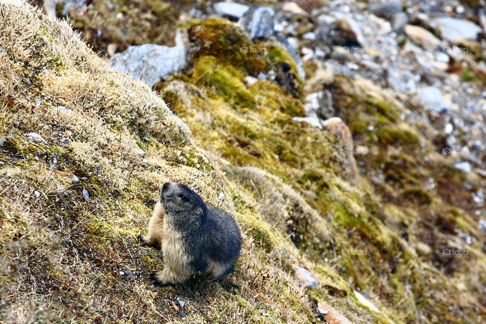 marmot