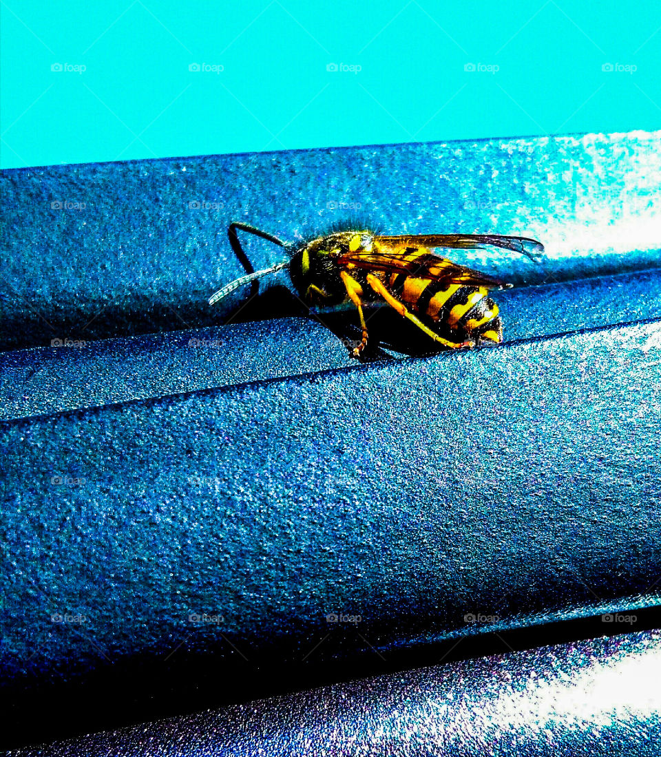 bee at a standstill