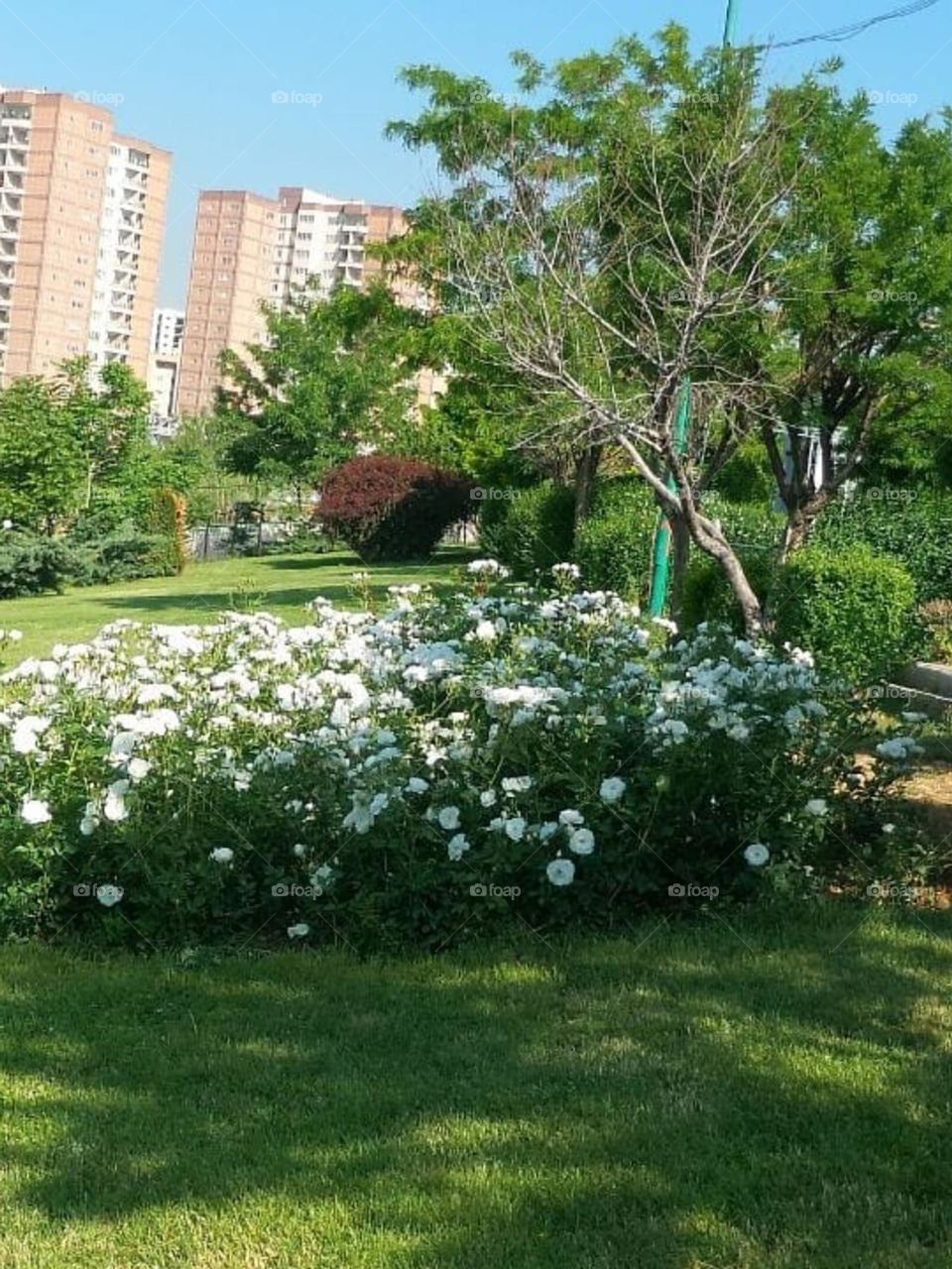 The beautiful flowery view of city