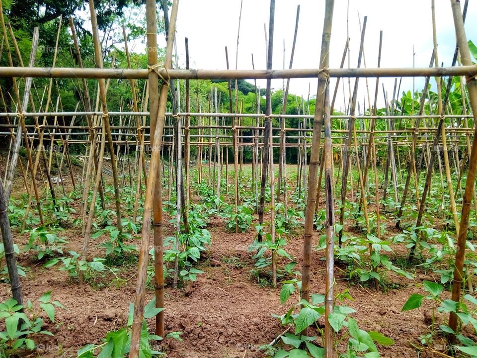 Planting beans, agriculture