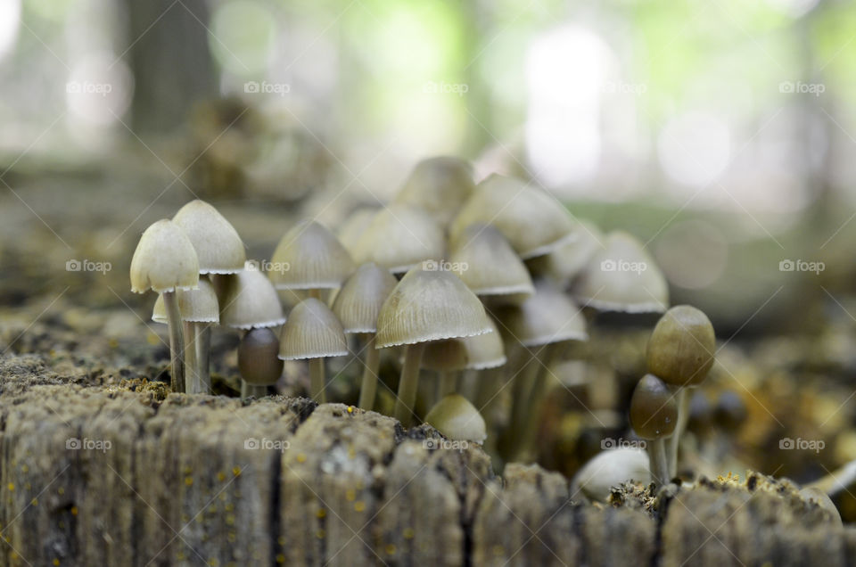 Mushrooms growing on a stump