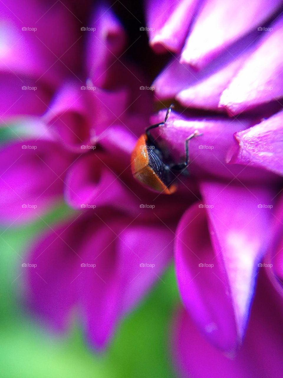 Upside down ladybird …. Exploring petals of a magenta flower 🌺