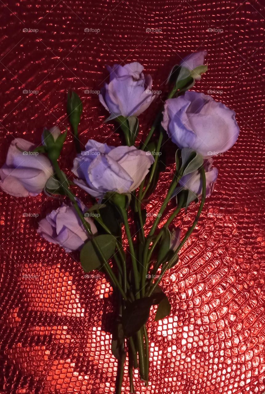 blue roses