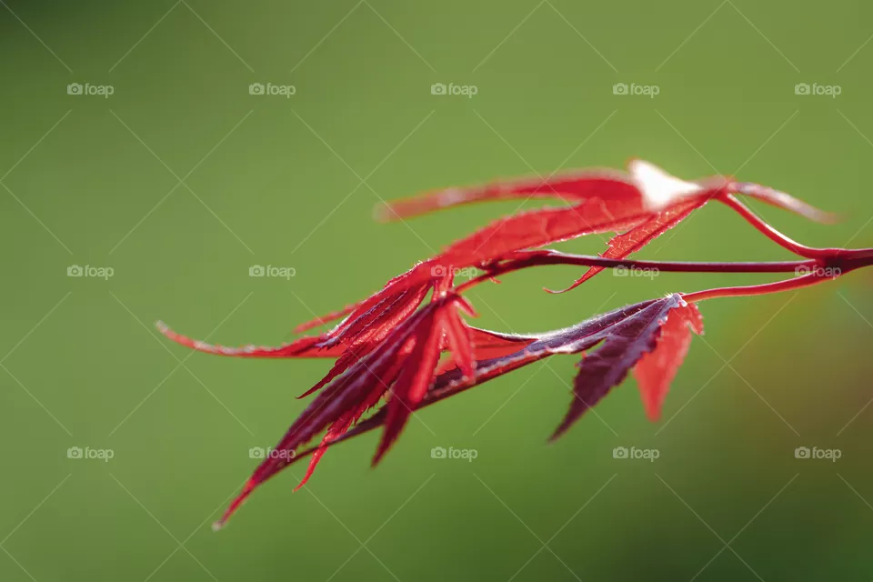 Hoja
