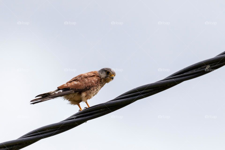 a portrait of a kestrel sitting on an electric wire. the bird of prey is looking around to spot some prey.