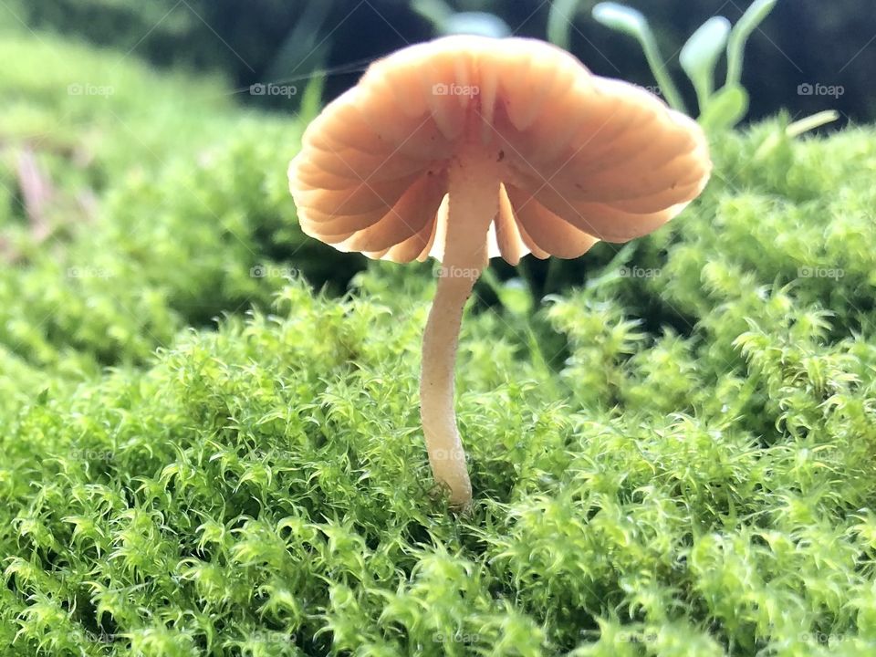 Cute Brown Mushroom Meditation Walk 