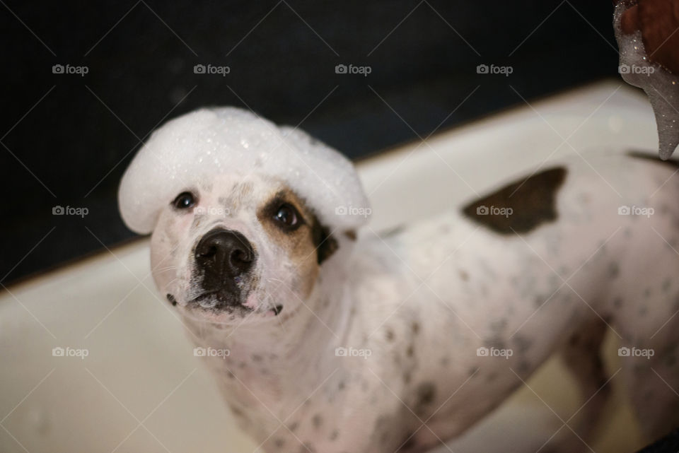 Close-up of dog in bathtub