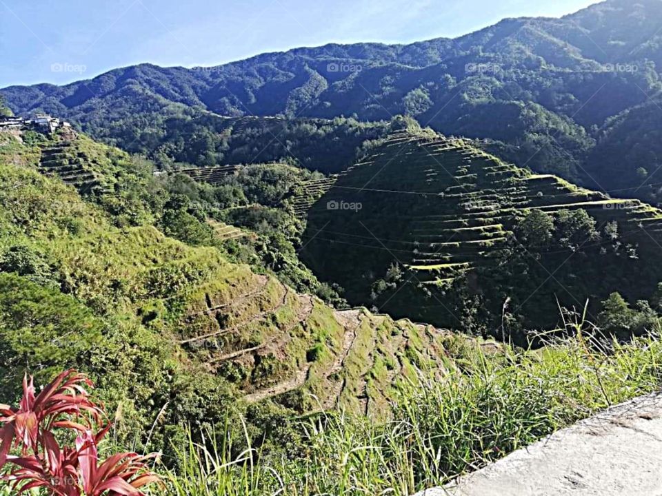 Rice Terraces at Baguio City