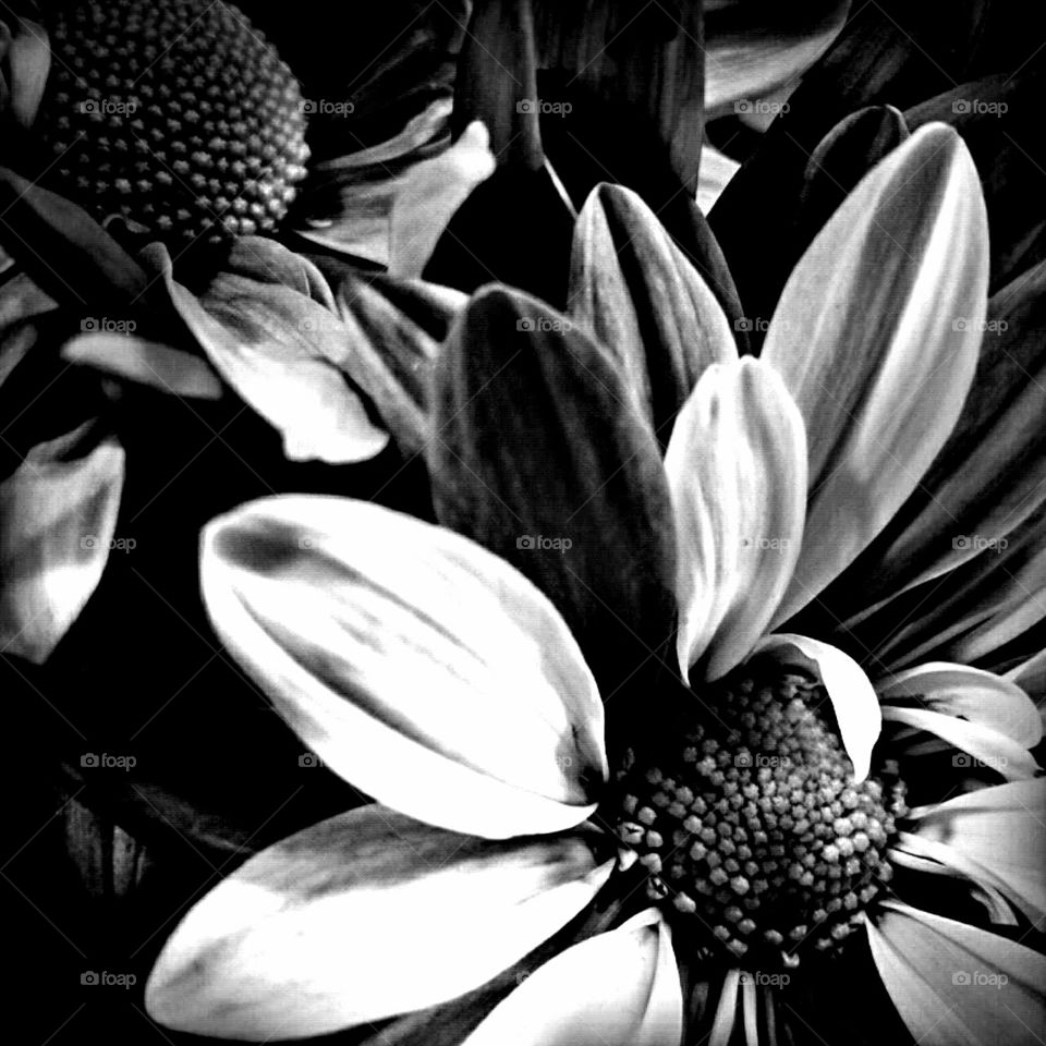 Flower, Monochrome, Nature, Flora, Floral