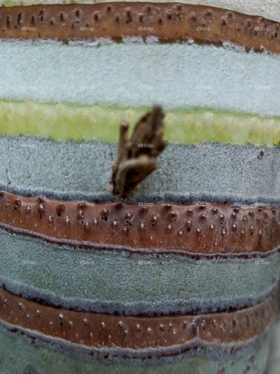 No Person, Food, Desktop, Closeup, Texture