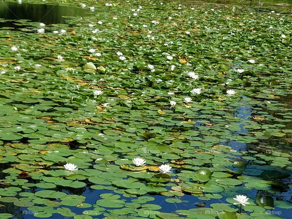 lily pad