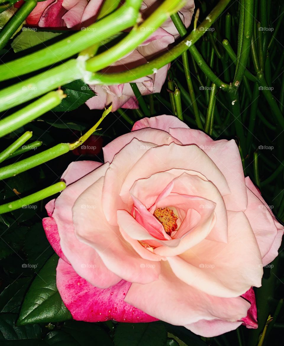 A rose at night is still as beautiful as in the day 