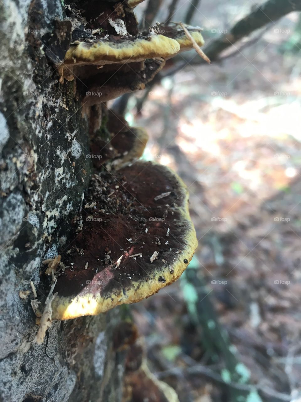 Shelf fungi 