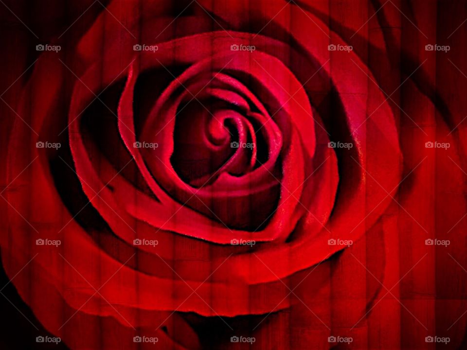 Special effects red rose 