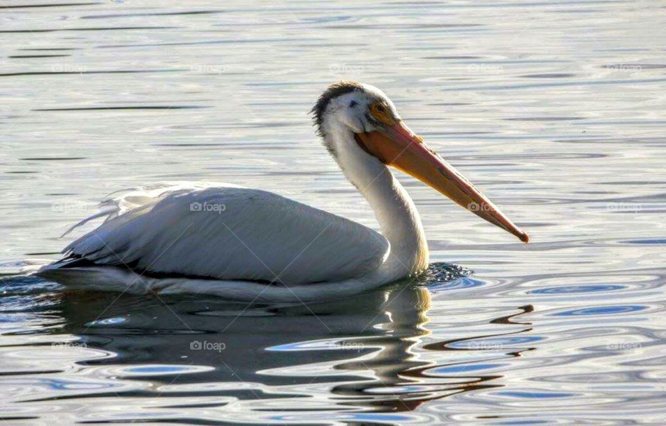Pelican in colorado