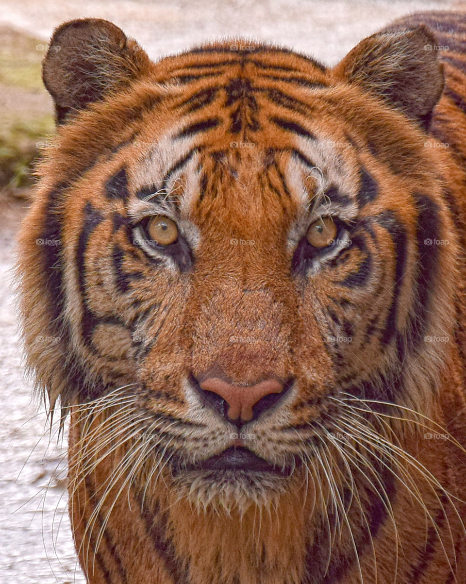 tiger with a sharp gaze in a zoo