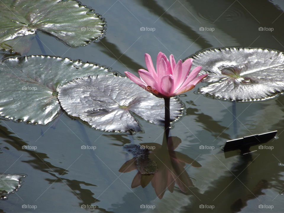 Pink Water Lilly