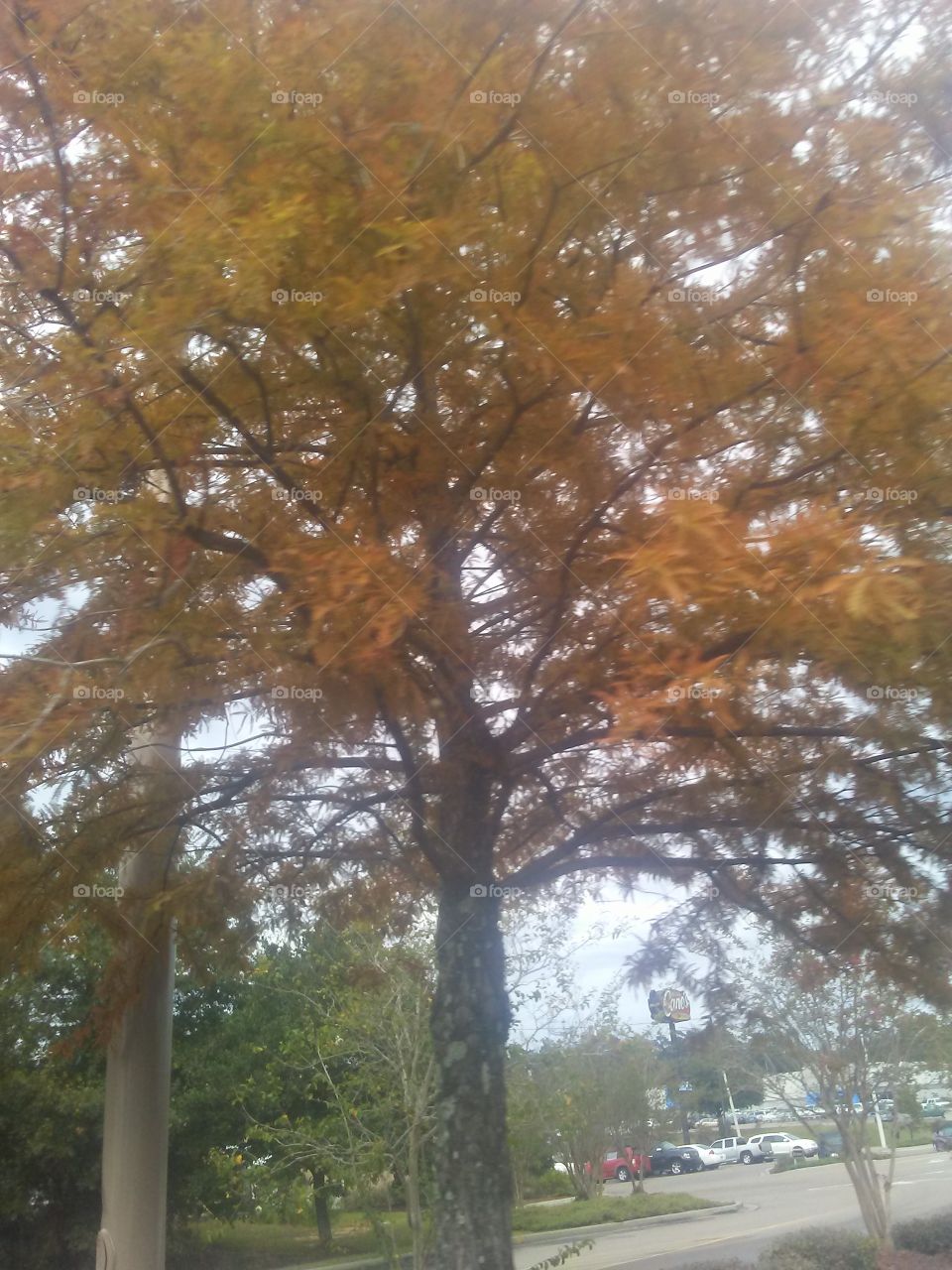 fall looking tree is so beautiful make a nice background picture