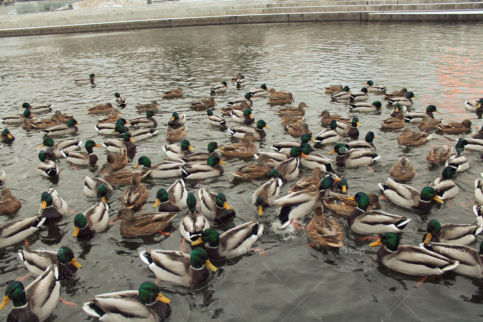 Ducks in the city center