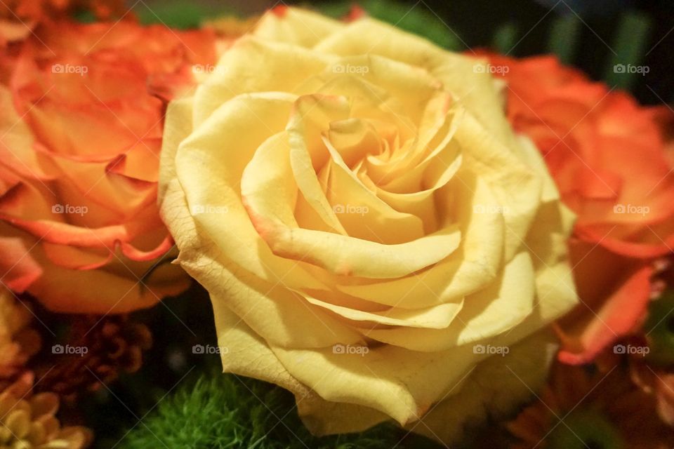 Roses in Autumn yellow and orange. Fully bloomed and beautiful.