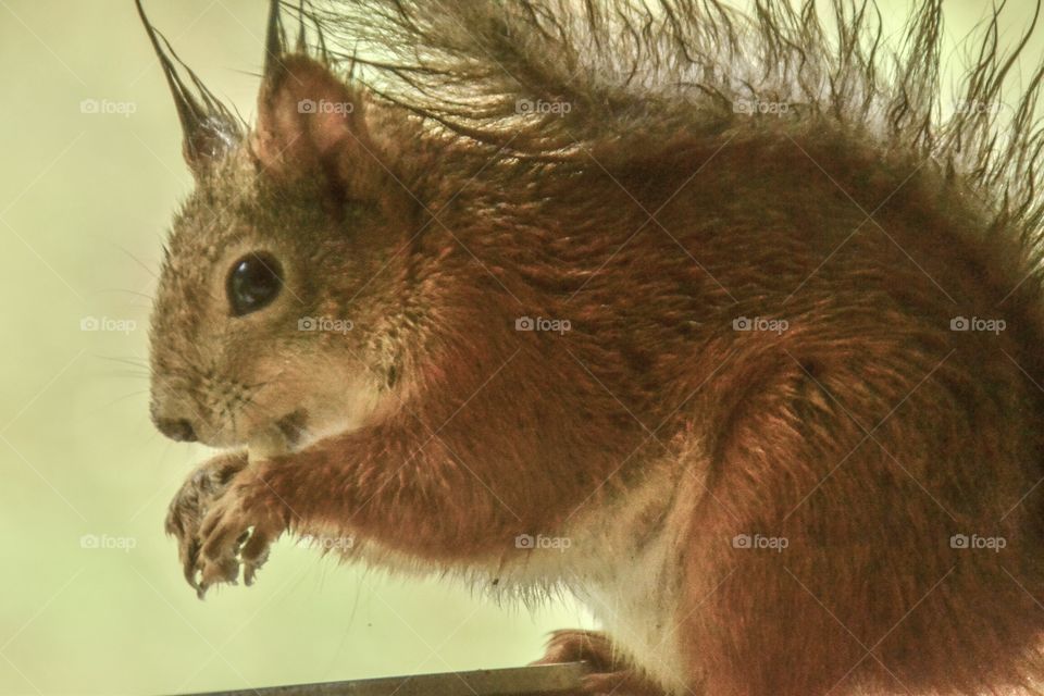 Closeup Squirrel 