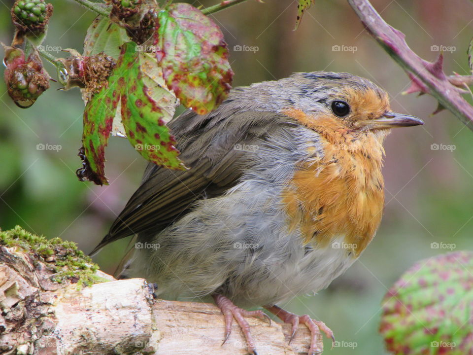 thoughtful robin