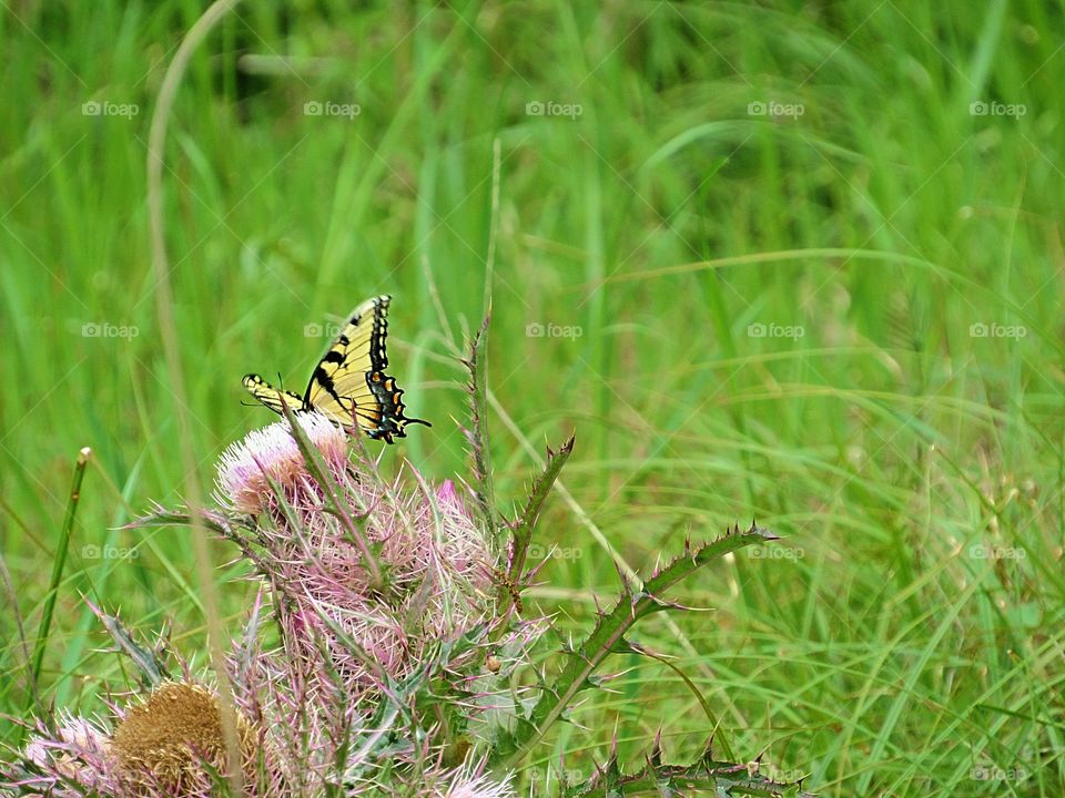 yellow swallowtail butterfly on thistle flower in meadow