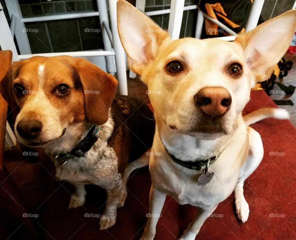 Office Security. My pups by my side while I work from home!