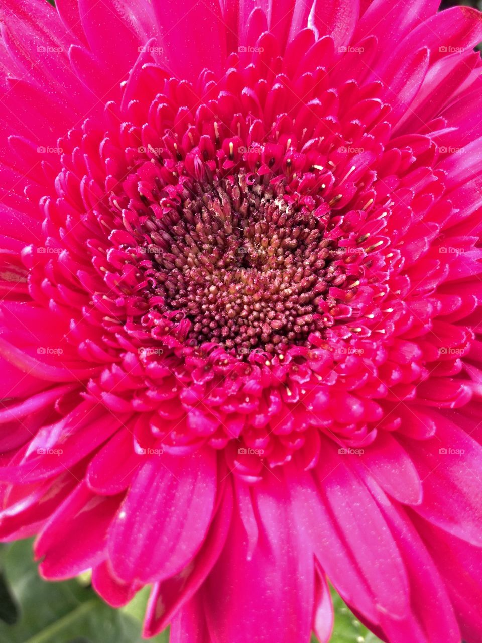 Bright pink Gerbera Daisy