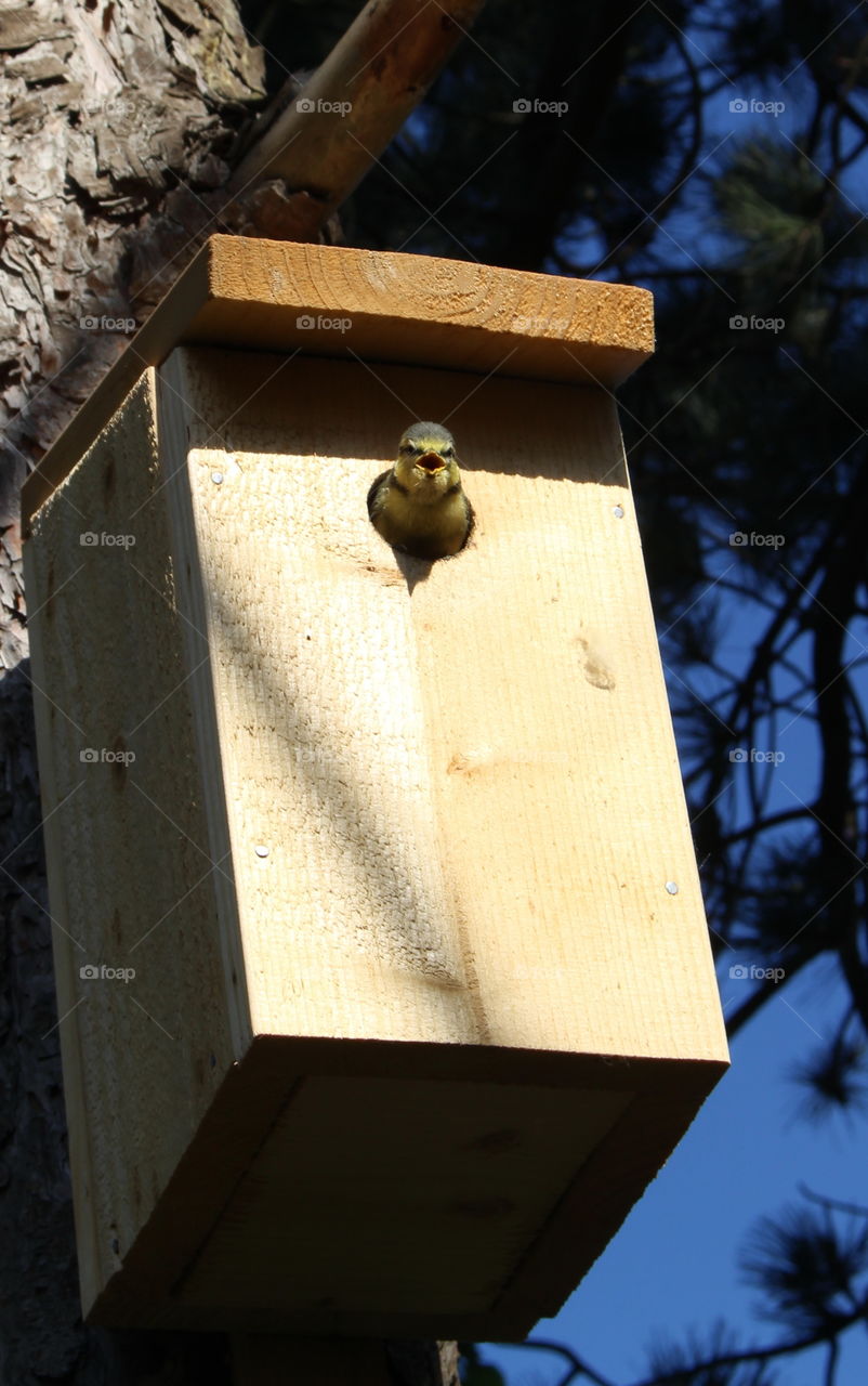 Bird’s nest - peekaboo