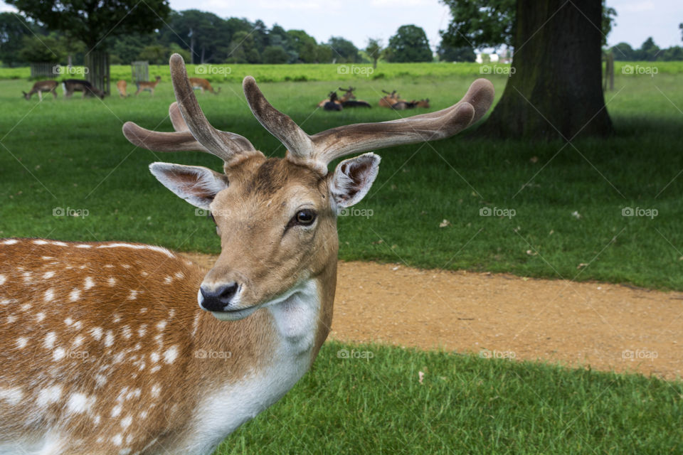 Cute deer at Bushy Park