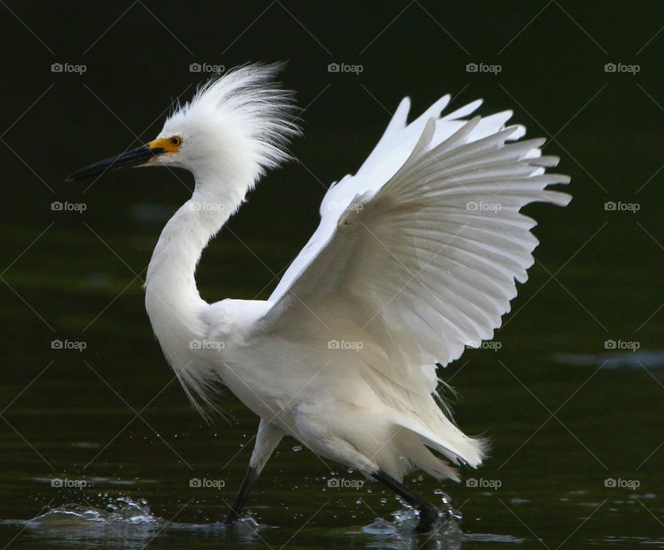 Snowy Egret Confronting Another Egret