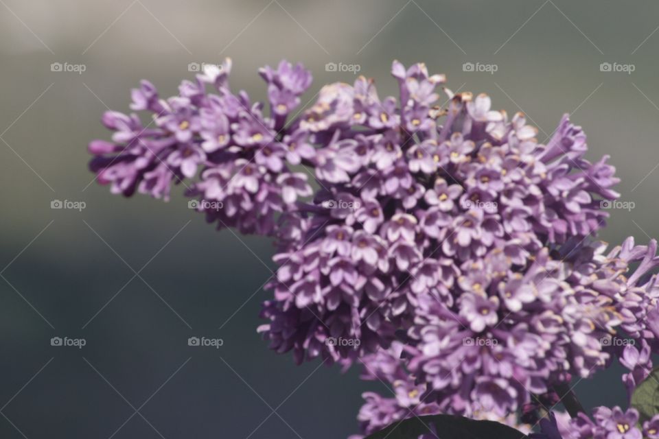 Lilacs