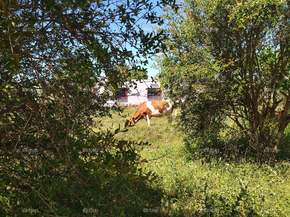 cow in the garden