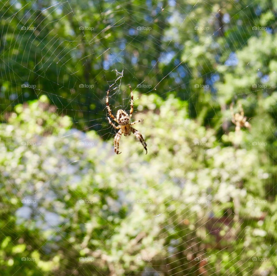 Spider in web