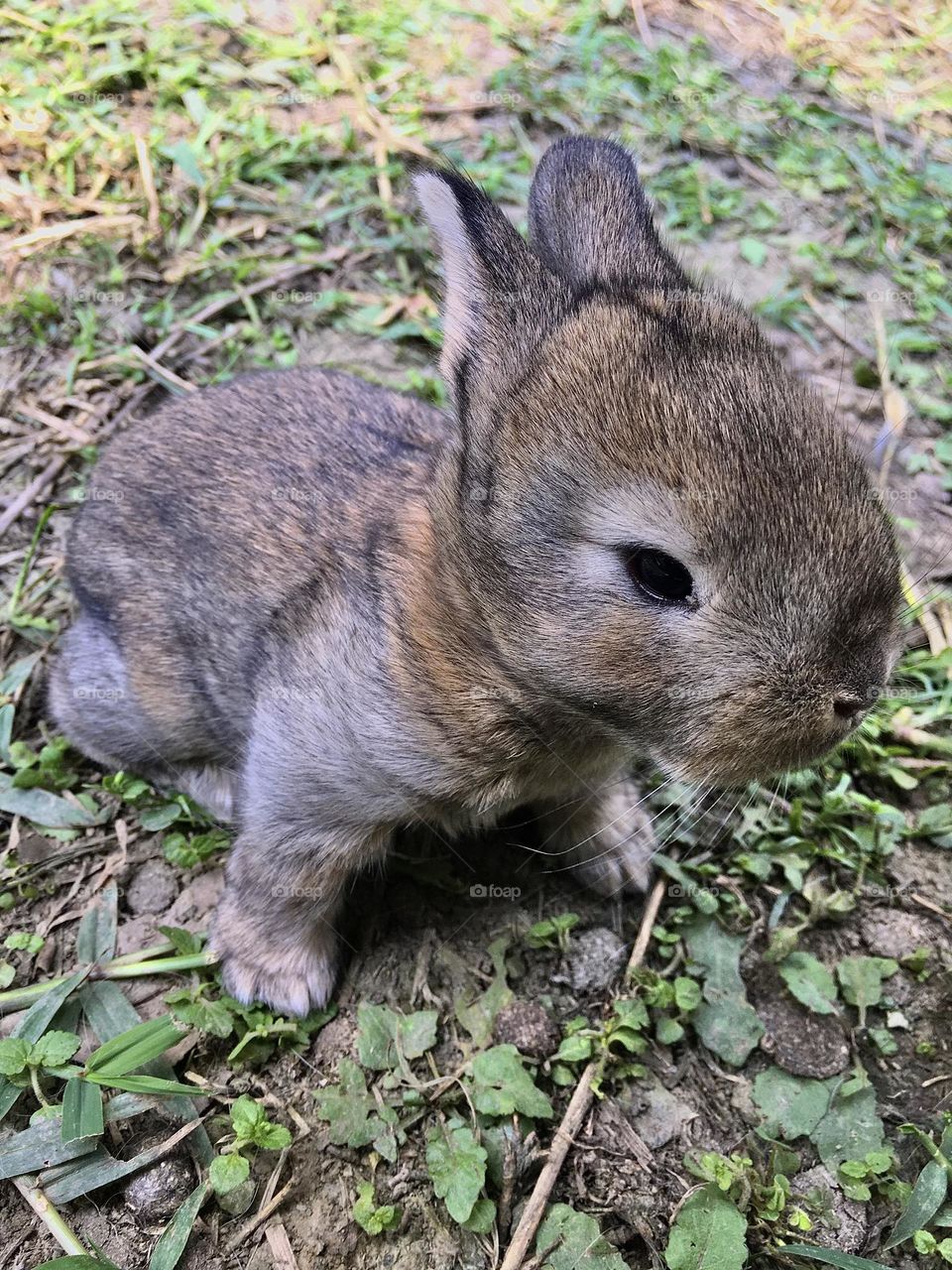 Nice baby Rabbit 
