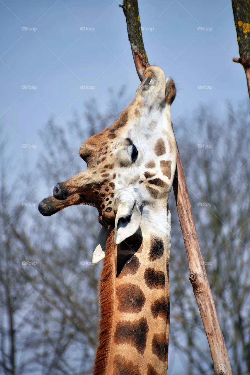 giraffa