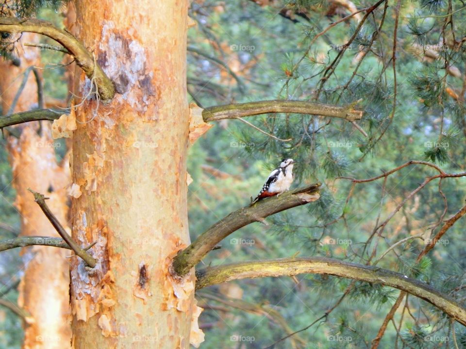 Woodpecker on pine tree branch in forest 