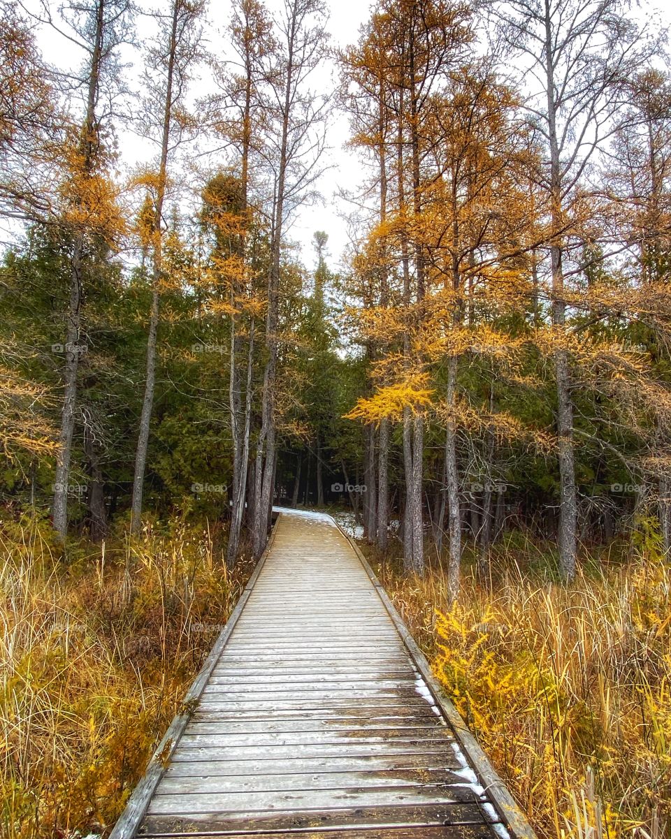 Nature trail 