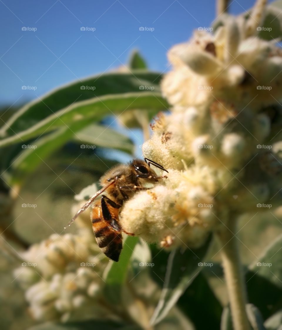 Bee on wild weed zoomed in closeup