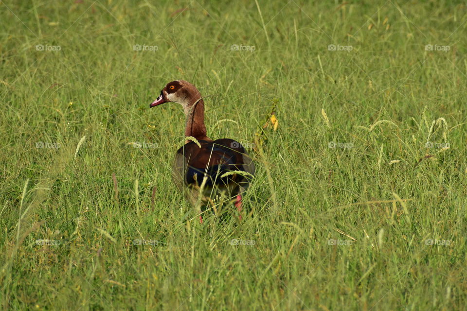 A Goose Is Feeding On Grass Seeds.