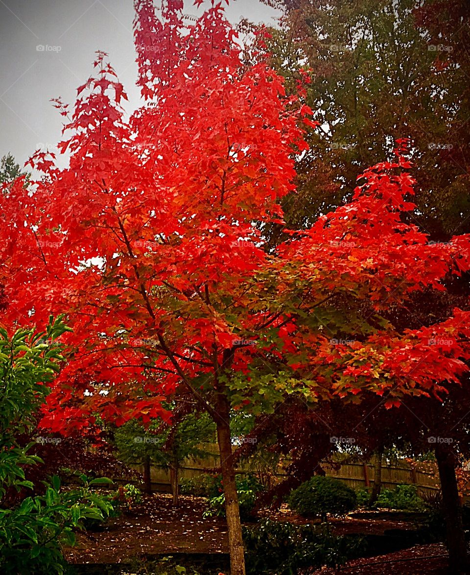 Autumn Leaves on the Kitsap Peninsula