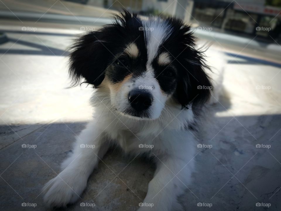 Puppy on a balcony