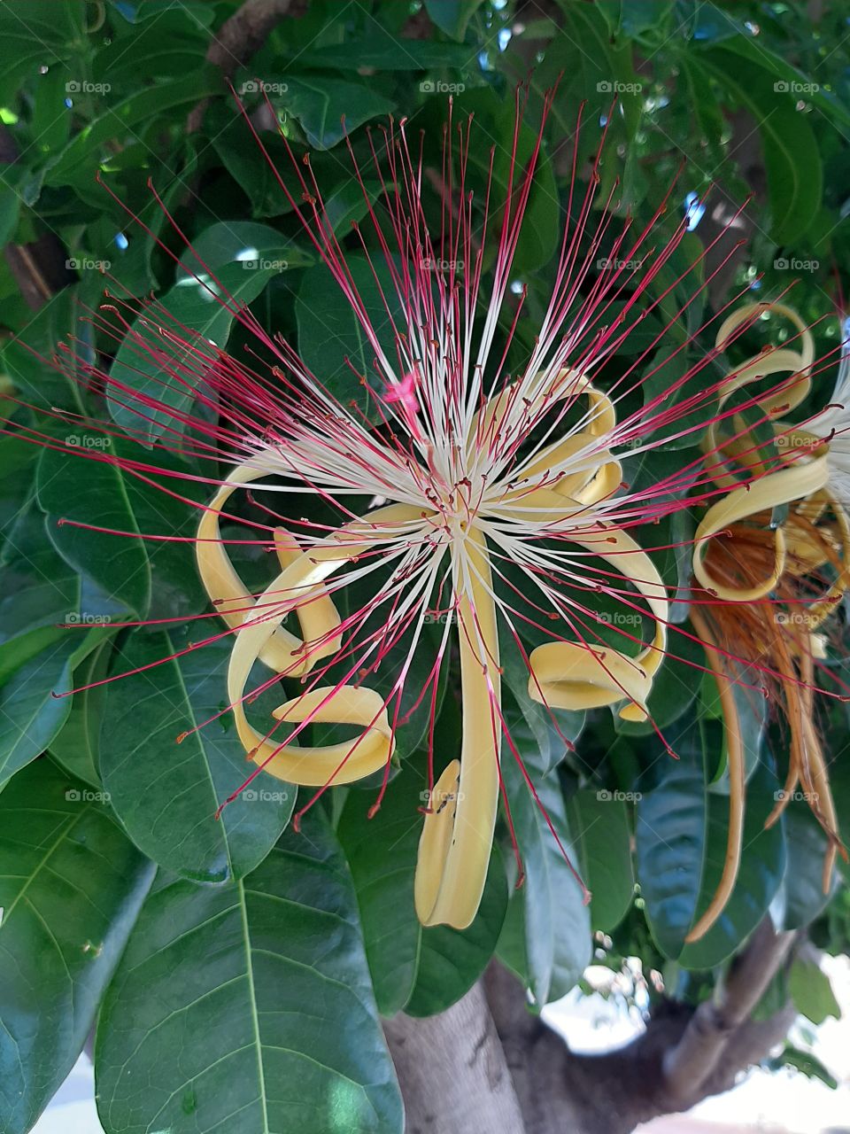 chestnut flower from Maranhão