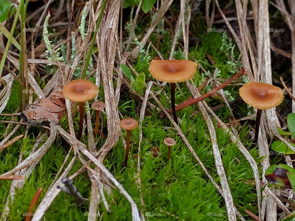 mini moss mushrooms