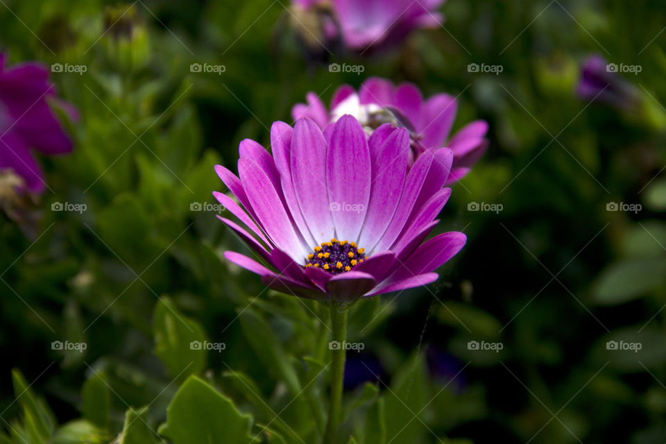 Purple flower against the green leaves and grass