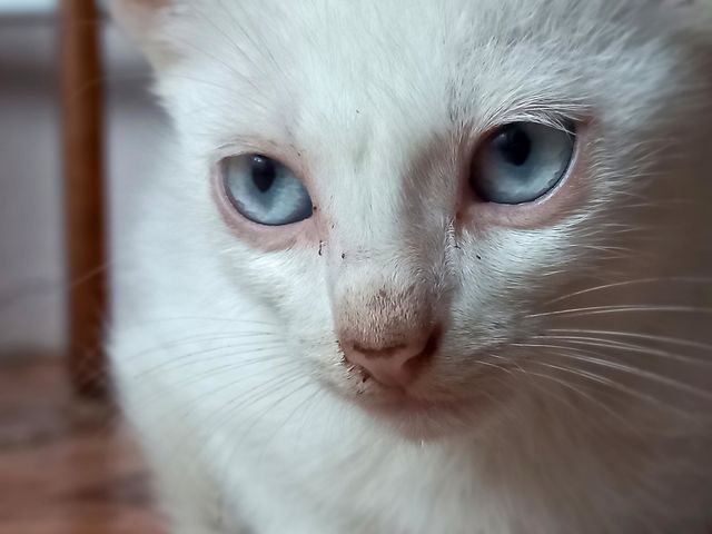 sad look of a cat.