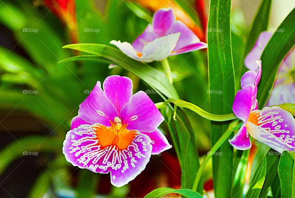 Pink orchids