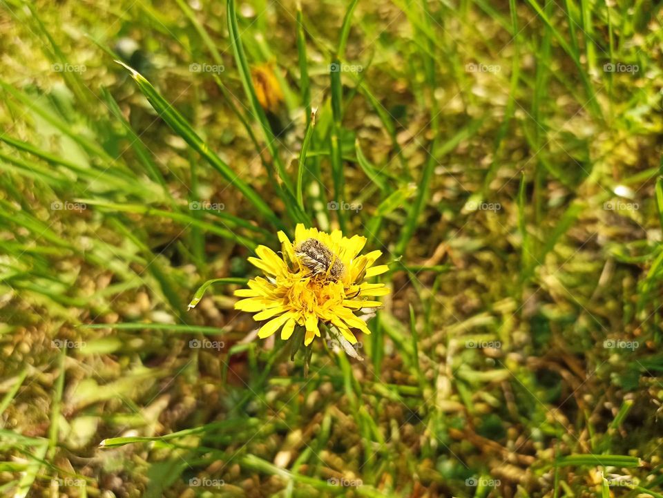 Taraxacum officinale, the dandelion or common dandelion, is a flowering herbaceous perennial plant of the dandelion genus in the family Asteraceae